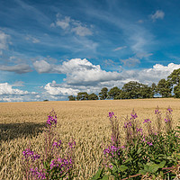 Buy canvas prints of Winter Wheat Nearly Ready by Richard Laidler