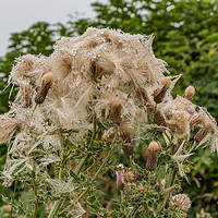 Buy canvas prints of Soggy Thistles by Richard Laidler