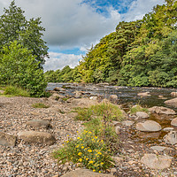 Buy canvas prints of River Tees Riverbank from the Pennine Way by Richard Laidler