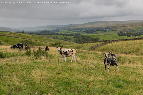 A Damp Day in Upper Teesdale Picture Board by Richard Laidler