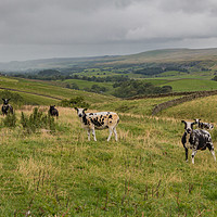 Buy canvas prints of A Damp Day in Upper Teesdale by Richard Laidler