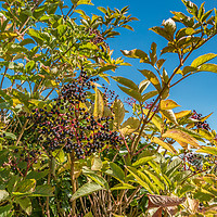 Buy canvas prints of Hedgerow Fruits 2 by Richard Laidler