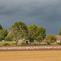 Buy canvas prints of Ploughing Up The Seagulls by Richard Laidler