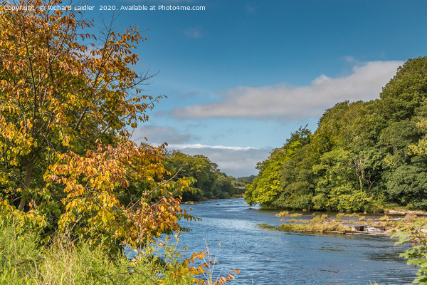 Early Autumn Hues at Wycliffe, Teesdale Picture Board by Richard Laidler