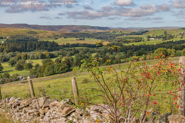 Upper Teesdale from Miry Lane in Early Autumn Picture Board by Richard Laidler