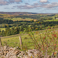 Buy canvas prints of Upper Teesdale from Miry Lane in Early Autumn by Richard Laidler