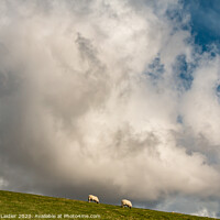 Buy canvas prints of Sheep May Safely Graze by Richard Laidler