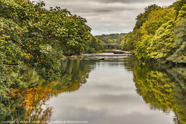 Early Autumn Reflections on the Tees at Wycliffe Picture Board by Richard Laidler