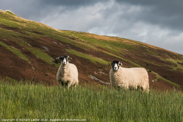 Swaledales and Kisdon Hill Picture Board by Richard Laidler