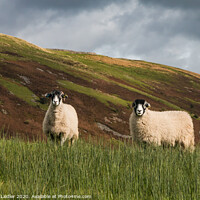 Buy canvas prints of Swaledales and Kisdon Hill by Richard Laidler