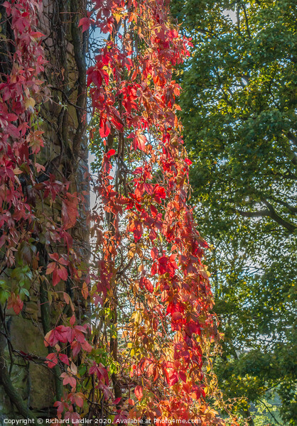 Backlit Virginia Creeper Picture Board by Richard Laidler