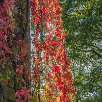 Buy canvas prints of Backlit Virginia Creeper by Richard Laidler