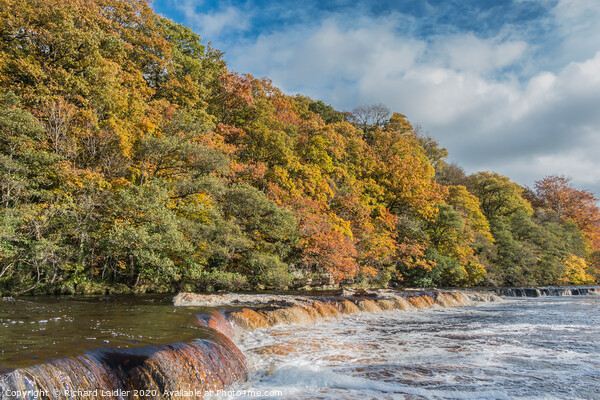 Autumn on the River Tees at Whorlton, Teesdale Picture Board by Richard Laidler