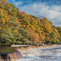 Buy canvas prints of Autumn on the River Tees at Whorlton, Teesdale by Richard Laidler