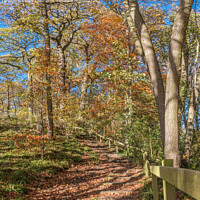 Buy canvas prints of Stairway Through The Woods in Autumn by Richard Laidler