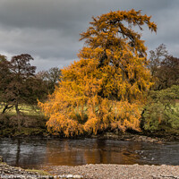 Buy canvas prints of Autumn Riverbank Larch by Richard Laidler