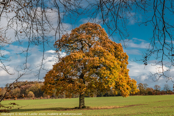 Solitary Autumn Oak Picture Board by Richard Laidler