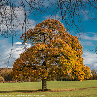Buy canvas prints of Solitary Autumn Oak by Richard Laidler