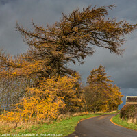 Buy canvas prints of Wycliffe Larches Drama by Richard Laidler