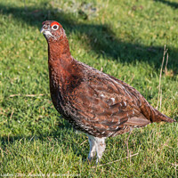 Buy canvas prints of Red Grouse Closeup by Richard Laidler