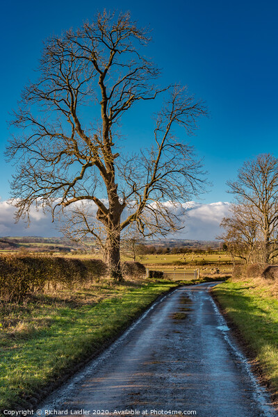 Lane to Van Farm in Winter Sunshine Picture Board by Richard Laidler