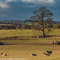 Buy canvas prints of Winter Feeding and Grazing at Hutton Hall Farm by Richard Laidler