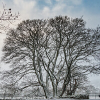 Buy canvas prints of Winter Silhouettes Trio by Richard Laidler