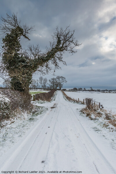 Towards Hutton Magna from Van Farm in snow Picture Board by Richard Laidler