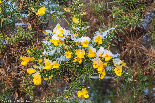 Flowering Gorse with Snow Picture Board by Richard Laidler