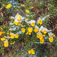 Buy canvas prints of Flowering Gorse with Snow by Richard Laidler