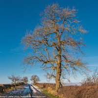 Buy canvas prints of Mature Winter Ash in Strong Sunshine by Richard Laidler
