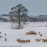 Buy canvas prints of Winter at Hutton Hall Farm Jan 2021 (1) by Richard Laidler