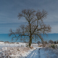 Buy canvas prints of Park Lane, Hutton Magna, Teesdale in Snow by Richard Laidler