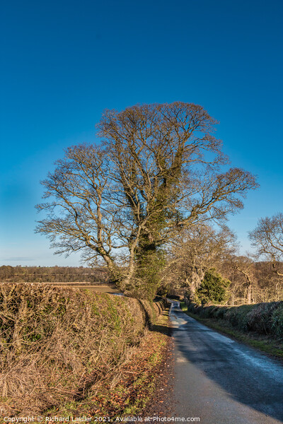 Solitary Sycamore Silhouette in Winter Picture Board by Richard Laidler