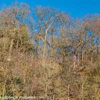 Buy canvas prints of Bare Oak Woodland and Blue Sky in Winter Sunshine by Richard Laidler
