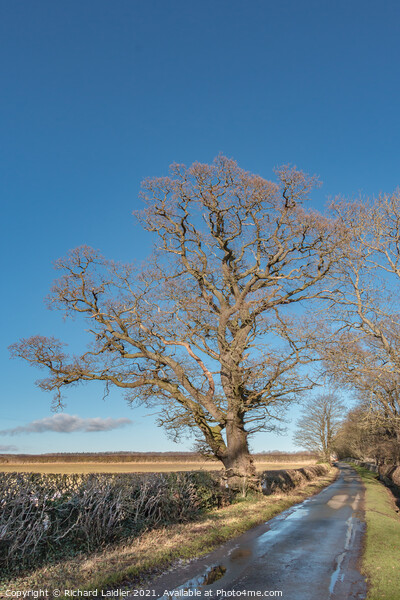 Winter Oak at Thorpe, Teesdale Picture Board by Richard Laidler