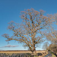Buy canvas prints of Winter Oak at Thorpe, Teesdale by Richard Laidler