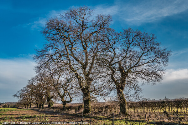Winter Oaks at Thorpe, Teesdale Picture Board by Richard Laidler