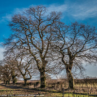 Buy canvas prints of Winter Oaks at Thorpe, Teesdale by Richard Laidler