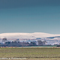 Buy canvas prints of Snowy Cross Fell from Hutton Hall Farm, Teesdale by Richard Laidler