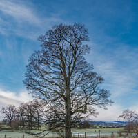 Buy canvas prints of Hutton Hall Sycamore Silhouette 1 by Richard Laidler