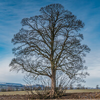 Buy canvas prints of Hutton Hall Sycamore Silhouette 2 by Richard Laidler