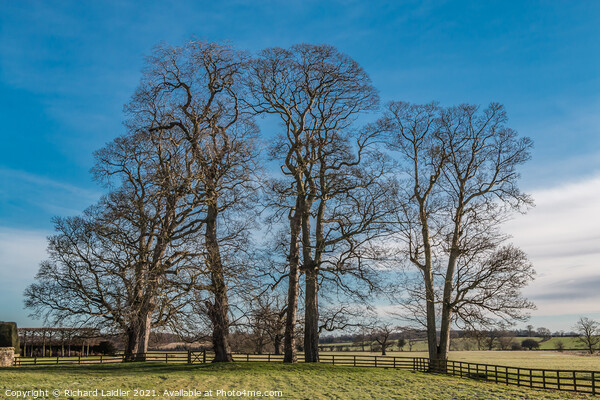 Sycamores at Thorpe Hall, Teesdale in Winter Picture Board by Richard Laidler