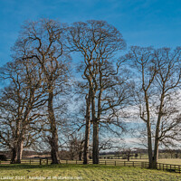Buy canvas prints of Sycamores at Thorpe Hall, Teesdale in Winter by Richard Laidler