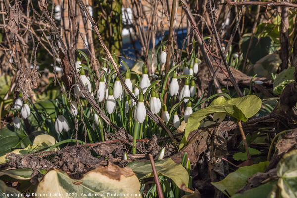Flowering Snowdrops in January Sun Picture Board by Richard Laidler