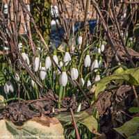 Buy canvas prints of Flowering Snowdrops in January Sun by Richard Laidler