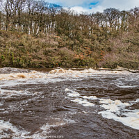 Buy canvas prints of The River Tees in Full Flood at Whorlton (1) by Richard Laidler