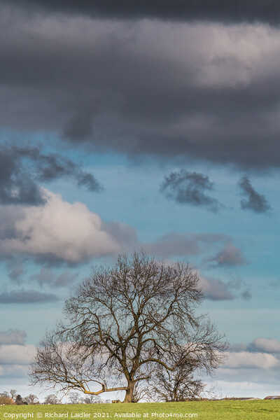 Bare Ash Tree under a Big Winter Sky Picture Board by Richard Laidler