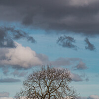 Buy canvas prints of Bare Ash Tree under a Big Winter Sky by Richard Laidler
