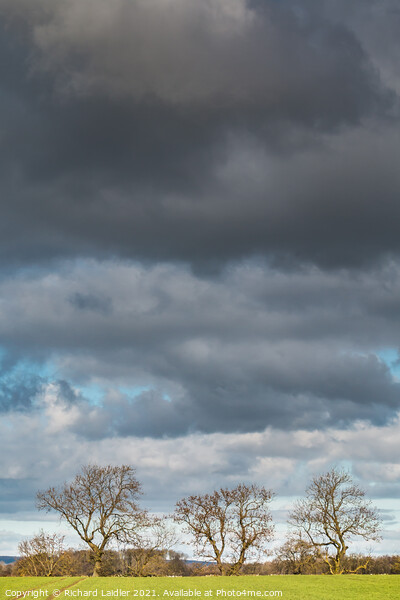 Bare Ash Trees under a Big Winter Sky Picture Board by Richard Laidler